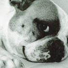 BULLDOG POSTIKORTTI - pikkukuva 1