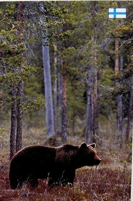 Karhu metsässä