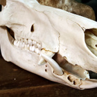Vaikuttava villisian kallo ”Sanglier” (Sus scrofa), Ranska - pikkukuva 4