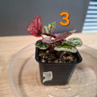 Begonia Maui Sunset taimia 4kpl - pikkukuva 2