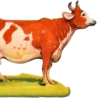 LEHMÄ / Täysi-ikäinen lehmä koko komeudessaan. 1950-l.