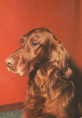 IRLANNINSETTER POSTIKORTTI