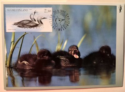 Tukkasotkan poikaset, maksikortti v. 1993, SLL-kortti