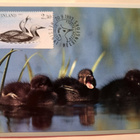 Tukkasotkan poikaset, maksikortti v. 1993, SLL-kortti - pikkukuva 1