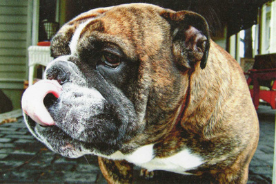 BULLDOG  POSTIKORTTI