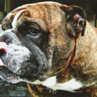 BULLDOG POSTIKORTTI - pikkukuva 1