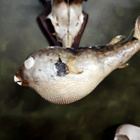 Kookas pallokalapreparaatti (Tetraodontidae), Filippiinit - pikkukuva 3