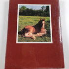 Sue Allfrey : Horses and Foals - pikkukuva 2