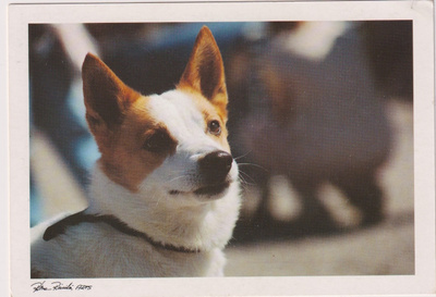 PYSTYKORVA " SPITZ " POSTIKORTTI - " POHJANKORVA " - PE