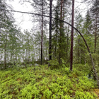 Taivalkoskella mökkitontti järvenrannassa - pikkukuva 5