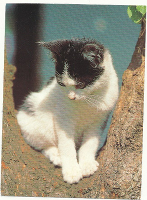 KISSA-kortti