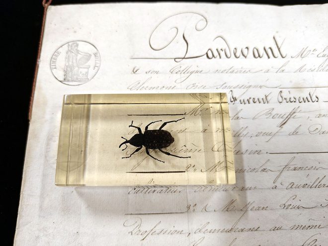 Natura Obscura – Entomologinen näyte no. 322
