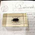 Natura Obscura – Entomologinen näyte no. 322 - pikkukuva 1