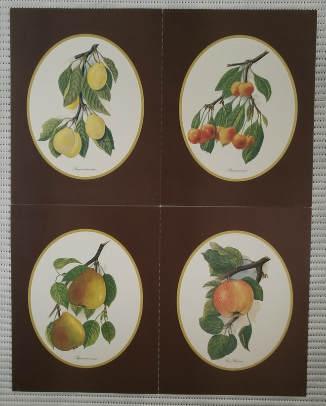 Taidejuliste/art print, 4 kpl hedelmäaiheisia