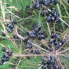 Aleksanterinsiipiputki (Smyrnium olusatrum), siemeniä 40 kpl - pikkukuva 4