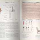 Gilbert Legay: Intiaaniatlas (Sid. 1p. Wsoy 1995) - pikkukuva 5