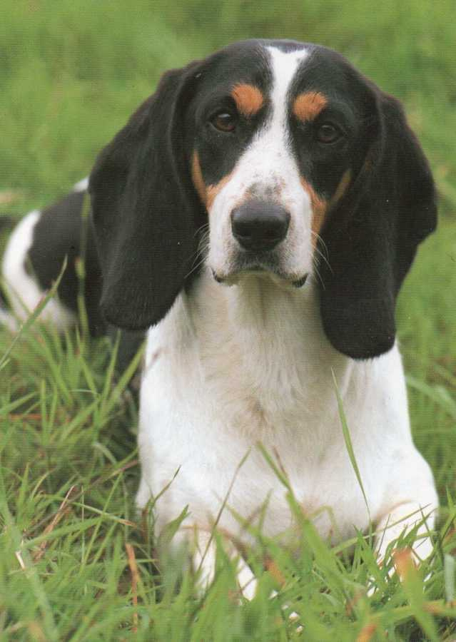 BERNER NIEDERLAUFHUND " AJOKOIRA "  POSTIKORTTI