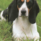 BERNER NIEDERLAUFHUND " AJOKOIRA "  POSTIKORTTI - pikkukuva 1