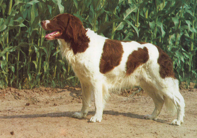 ENGLANNIN SPRINGERSPANIEL POSTIKORTTI
