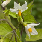 Mustakoiso (Solanum nigrum), siemeniä 50 kpl - pikkukuva 1