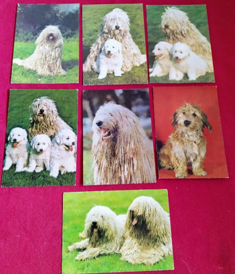 7 KOMONDOR POSTIKORTTIA