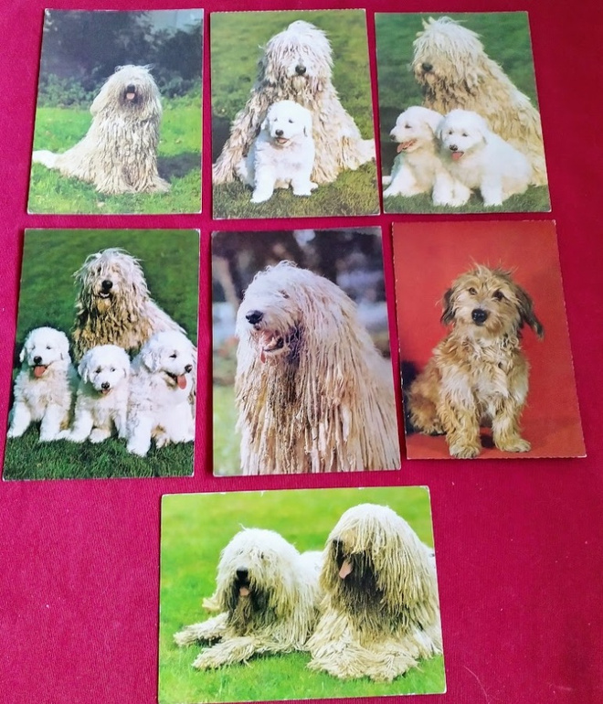 7 KOMONDOR POSTIKORTTIA