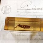 Natura Obscura – Entomologinen näyte no. 365 - pikkukuva 2