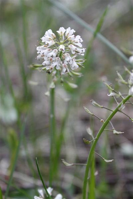 Ketotaskuruoho (Noccaea caerulescens), siemeniä  50 kpl