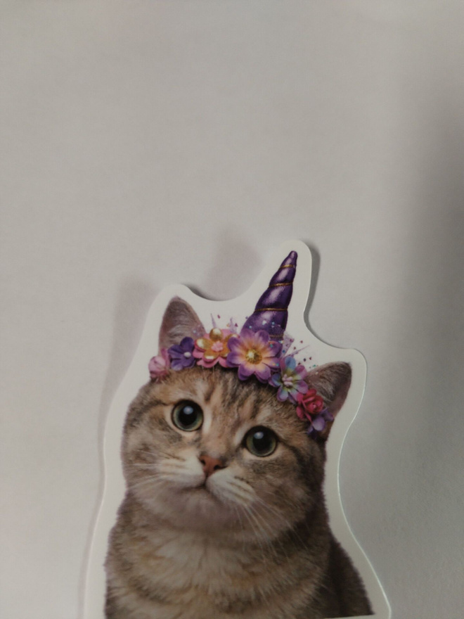 Kissa tarra.