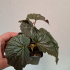 Begonia U168 - pikkukuva 2