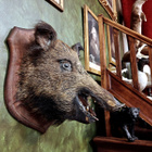 Villisian pääpreparaatti (Sus scrofa) – Ranska, 1989 - pikkukuva 4