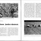 Leipä leveämmäksi n:o 4 1963 Tarinaa haulikonpatruunoista - pikkukuva 4