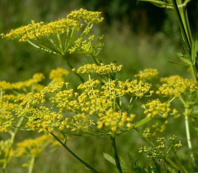 Palsternakka (Pastinaca sativa), siemeniä 50 kpl