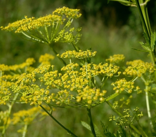 Palsternakka (Pastinaca sativa), siemeniä 50 kpl