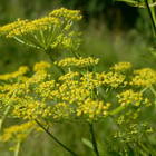 Palsternakka (Pastinaca sativa), siemeniä 50 kpl - pikkukuva 1