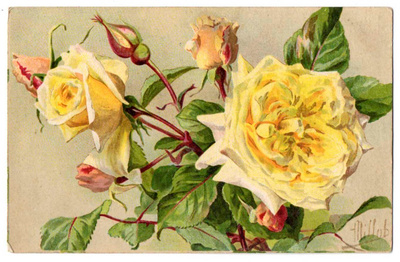 RUUSU / Ihanat suuret romanttiset keltaiset ruusut. 1900-l.