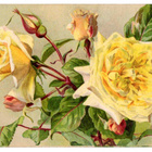 RUUSU / Ihanat suuret romanttiset keltaiset ruusut. 1900-l. - pikkukuva 1