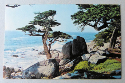 PESCADERO POINT CYPRESS