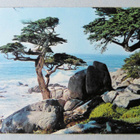 PESCADERO POINT CYPRESS - pikkukuva 1