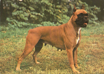BOKSERI POSTIKORTTI