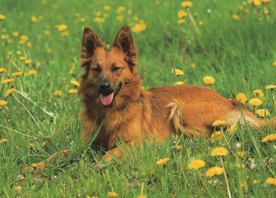 KOIRA POSTIKORTTI
