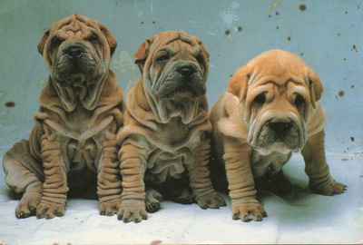 SHAR PEI POSTIKORTTI