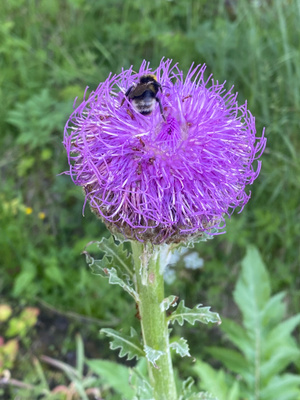 Maralkäpylatva (Rhaponticum carthamoides), siemeniä 50 kpl