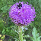 Maralkäpylatva (Rhaponticum carthamoides), siemeniä 50 kpl - pikkukuva 1