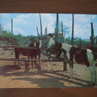 Hevosaitaus maisemakortti 1970-luku - pikkukuva 1