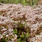 Valkomaksaruoho (Sedum album), siemeniä 100 kpl - pikkukuva 2