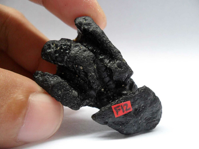 Black Hawk filippiniitti tektiitti 88.40 ct +GIT todistus