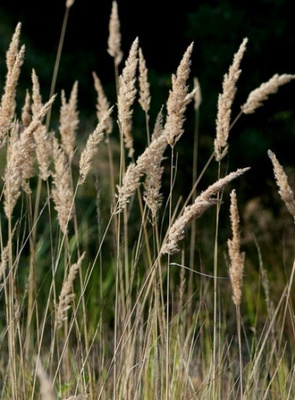 Hietakastikka (Calamagrostis epigejos), siemeniä 50 kpl