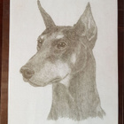 DOBERMANNI LAMINOITU KUVA - pikkukuva 1