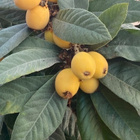 Japaninmispeli (Eriobotrya japonica), siemeniä 5 kpl - pikkukuva 2